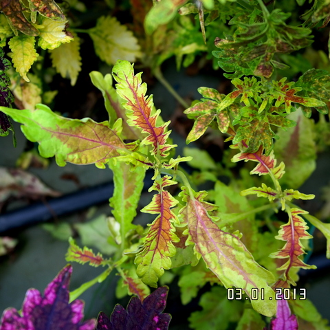 Apricot Arrow колеус КСР