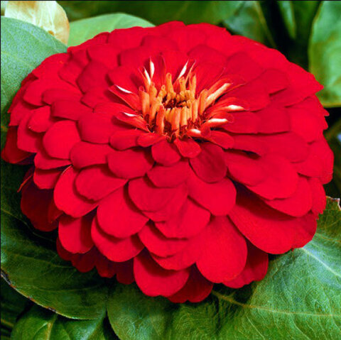 Цинния Мастер Черри Роуз