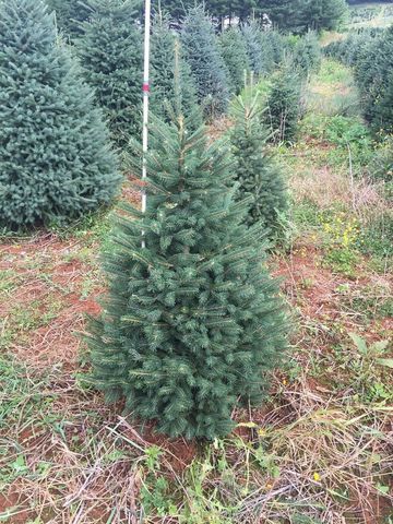 Teofrast Ель канадская густая Picea glauca Densata