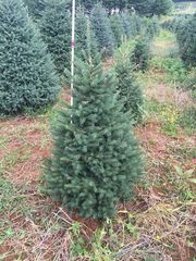 Teofrast Ель канадская густая Picea glauca Densata