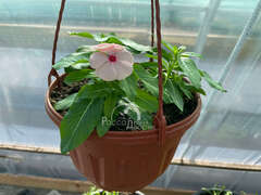 Катарантус нежно розовый с ярко-розовым центром в кашпо