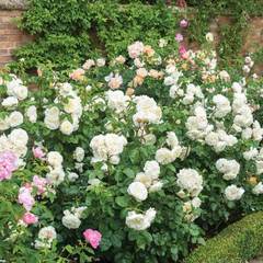 Роза английская Tranquillity Северный огород