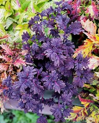 UTS Black Coral колеус_КСР