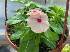 Катарантус нежно розовый с ярко-розовым центром в кашпо