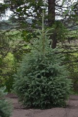 Teofrast Ель канадская густая Picea glauca Densata