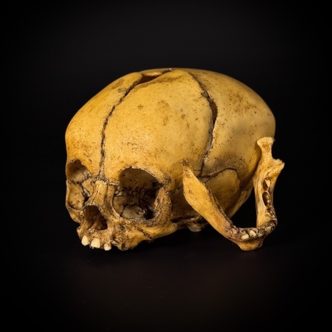 Череп человека ребёнок (анатомическая модель)