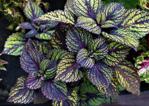 Fishnet Stockings колеус КСР