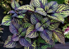 Fishnet Stockings колеус КСР