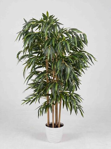 Дерево Бамбук темный 130см в горшке