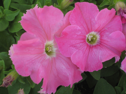 S6060 Петуния кустовая Grandiflora DREAMS PINK 100 шт.