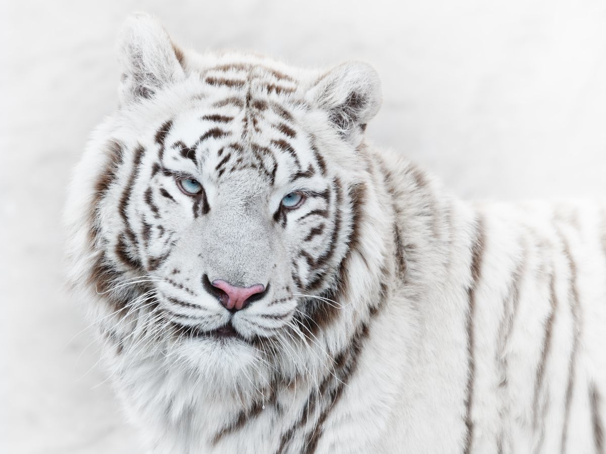 Как бесплатно скачать картинки на обои телефона Белый Тигр: