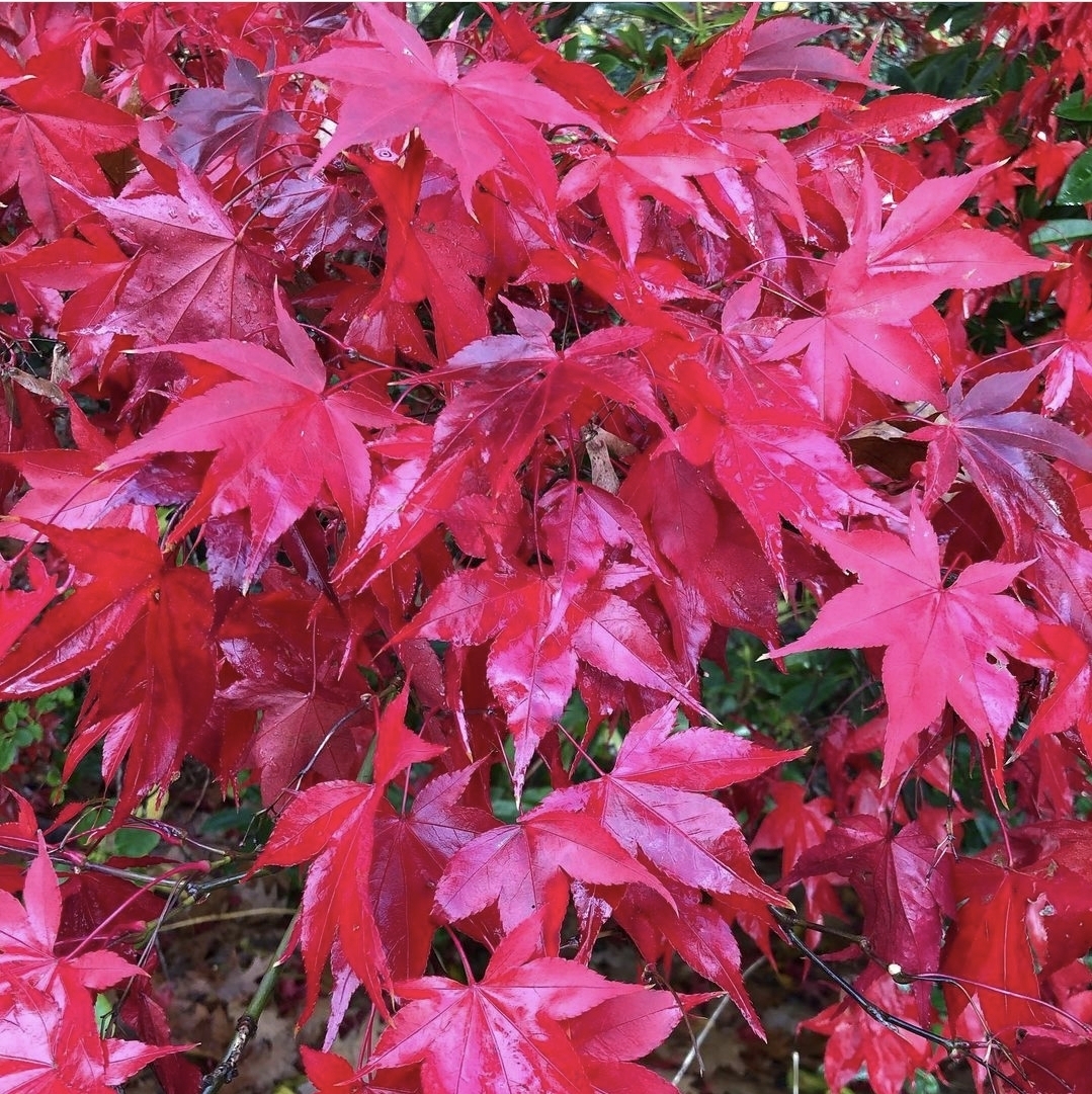 Клен palmatum Bloodgood