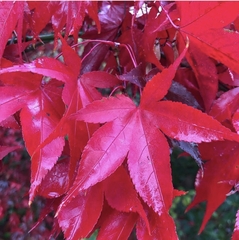 Семена Клен Дланевидный Acer Palmatum Bloodgood