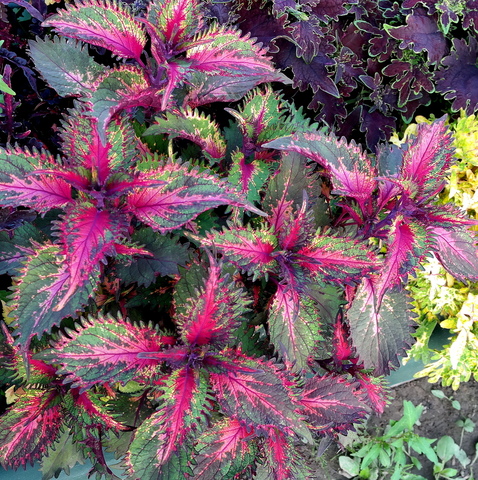 Dilah Тай колеус КСР