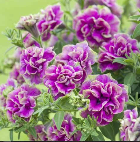 Петуния Tumbelina Darcey Rosa