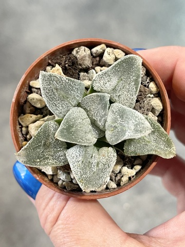 Хавортия Эмили Блю d7