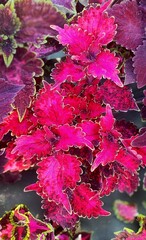 Сударушка UO колеус