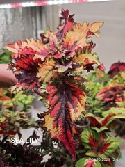 Sea Lily Тай колеус