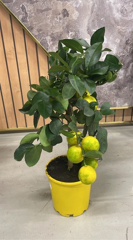 Цитрофортунелла Лимон штамбовая