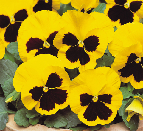 S2522 Виола крупноцветковая Matrix Yellow Blotch 5шт.