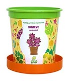 Набор для выращивания в горшочках Happy Plant Колеус огненный