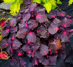 Chaina Rose перилла колеус КСР