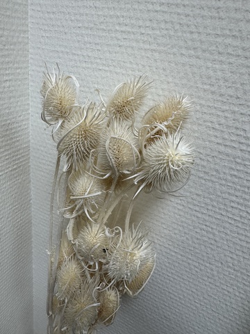 Ворсянка стабилизированная Айвори (пучок)