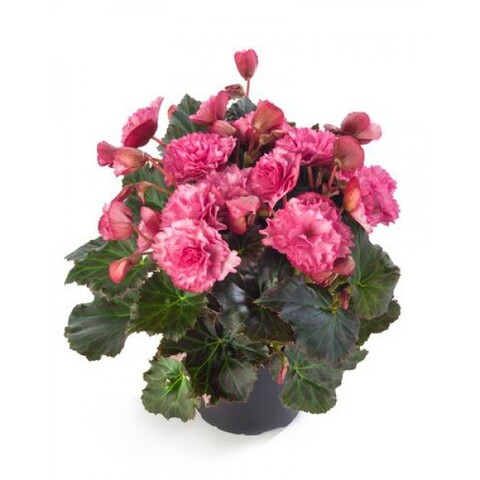 12103 Бегония BK Collection Frivola Pink (Весна 2026)