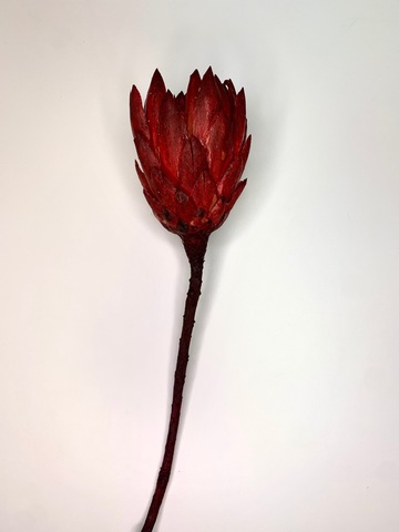 Протея сухоцвет Бордо