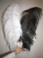 Перья страуса  декоративные  ПРЕМИУМ 75-80 см. (цена за 1 шт.) , (выберите цвет)
