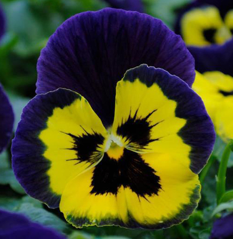 S2523 Виола крупноцветковая Matrix Yellow Purple Wing 5шт.