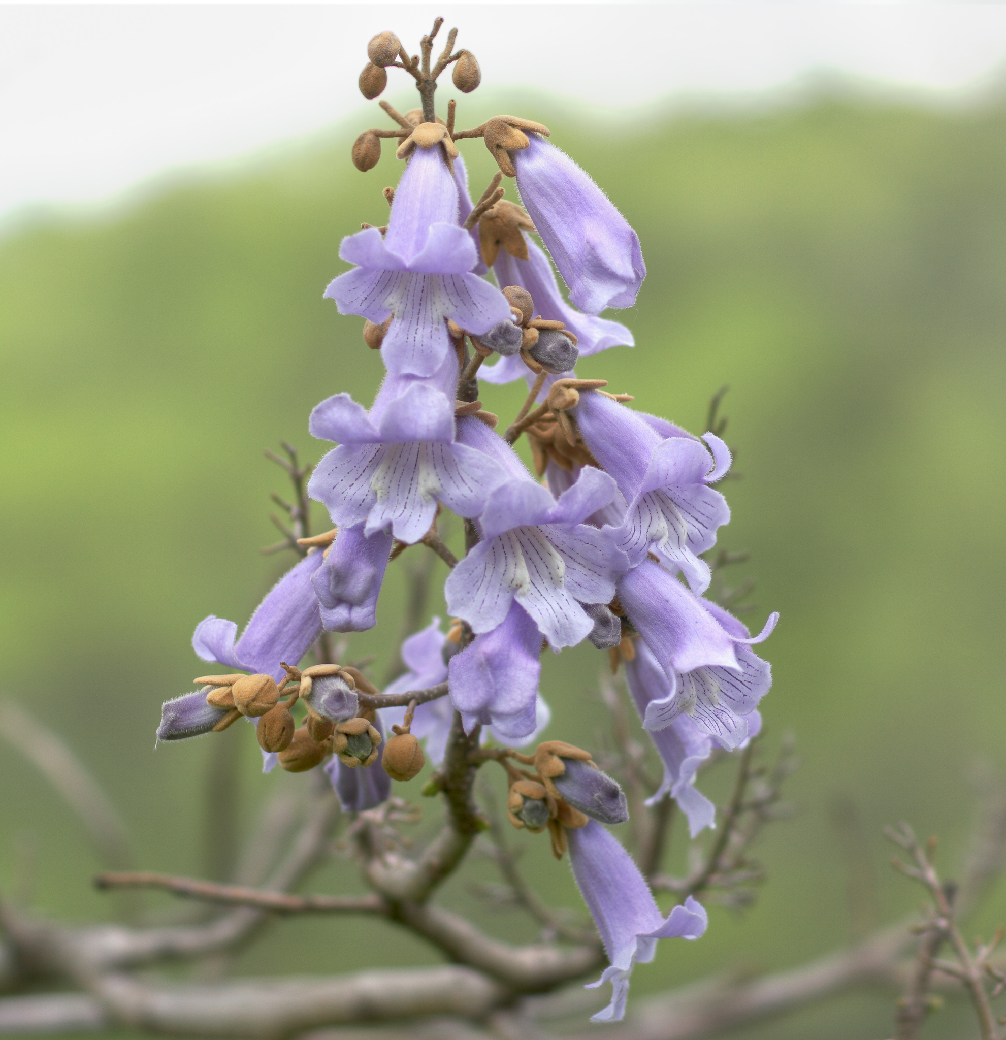 Павловния катальполистная  Paulownia catalpifolia