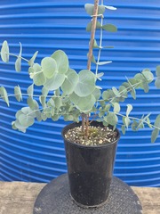 Teofrast Семена Эвкалипт Бэби Блю