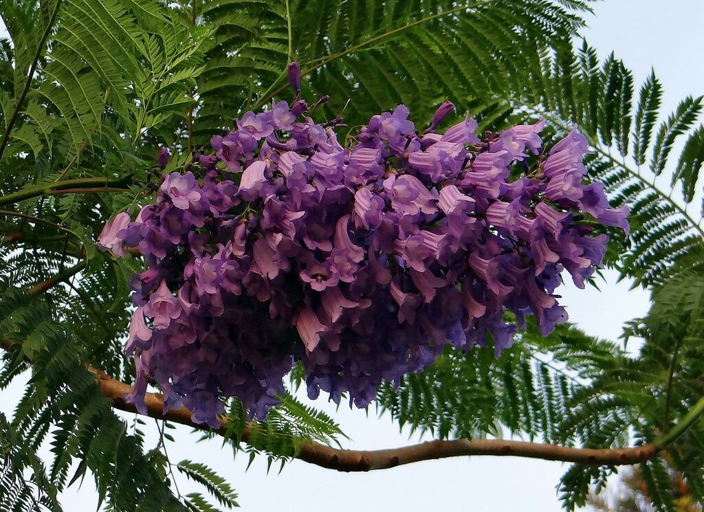 Семена Жакаранда jacaranda