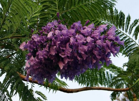 Teofrast Жакаранда jacaranda