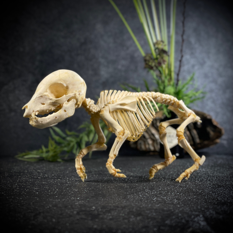 Скелет поросёнка в клоше