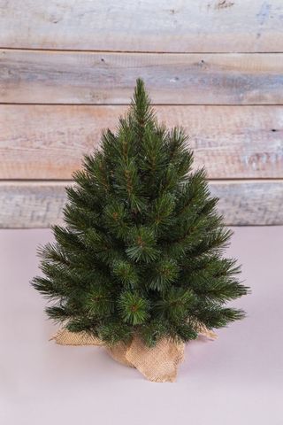 Ель Лесная красавица 45см в мешочке зеленая Triumph Tree