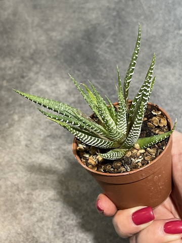 Хавортия Фасциата Вариегата d7