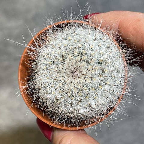 Маммиллярия Хахниана d5