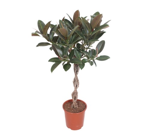 Фикус Эластика 'Melany' коса штамб