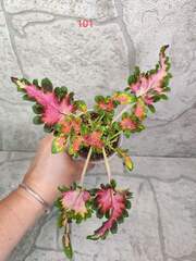 Blush Тай колеус КСР