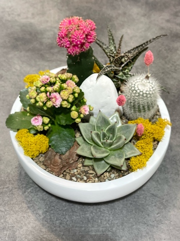 Композиция из суккулентов «Розовые розы»