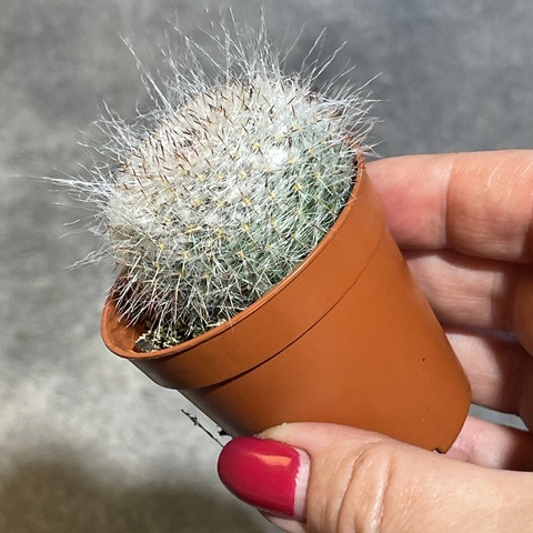 Маммиллярия Хахниана d5