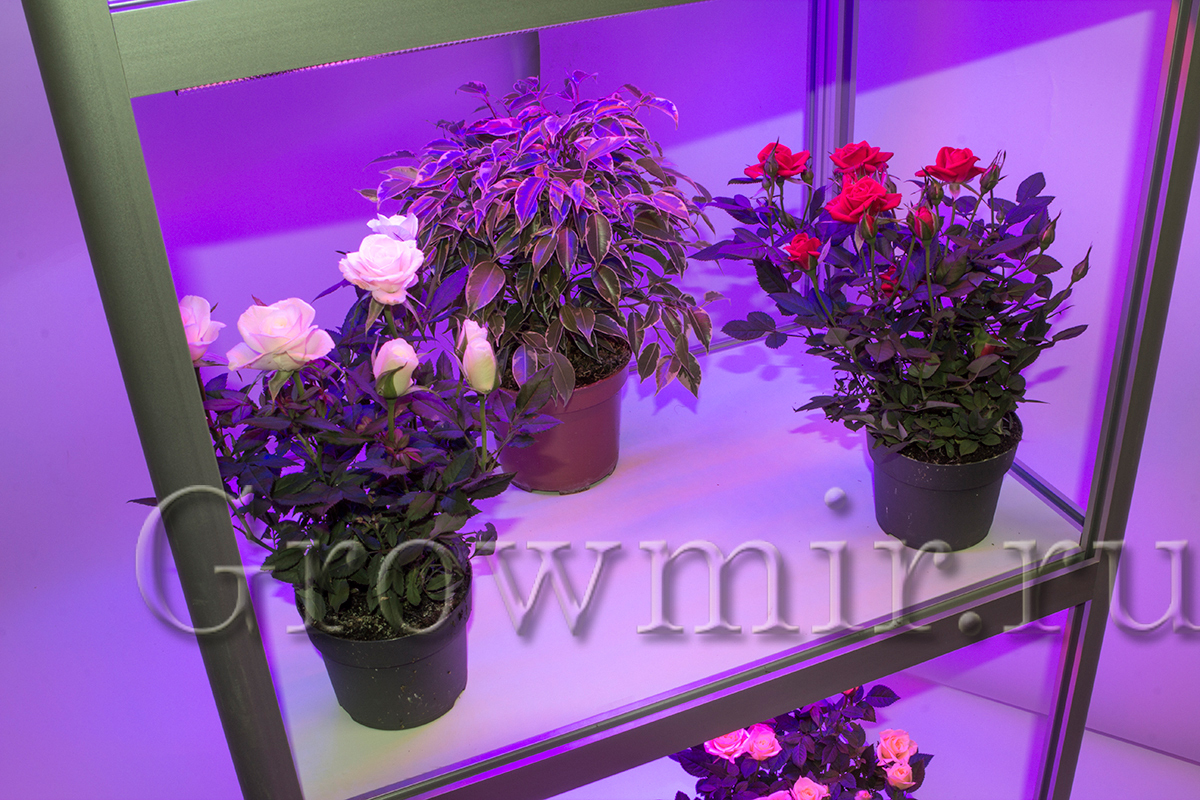 Стеллаж для растений 40x60x190 c LED лампами по 30 W - Гроушоп GrowMir