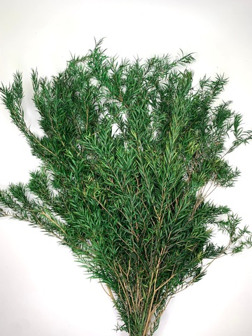 Чайное дерево Темно-зелёный