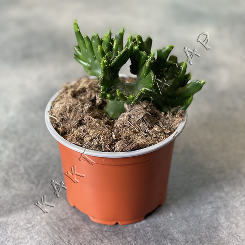 Эуфорбия Тирукалли Кристата д12