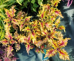 Golden Dawn Тай колеус КСР