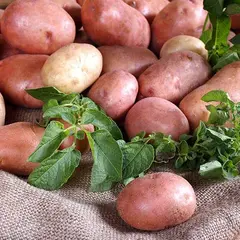 Семенной Картофель Женечка, Э (2кг)
