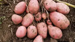 Семенной Картофель Женечка, Э (2кг)