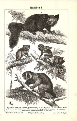 Двухсторонняя литография «Halbaffen»